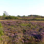 Antikhuus Nordfriesland