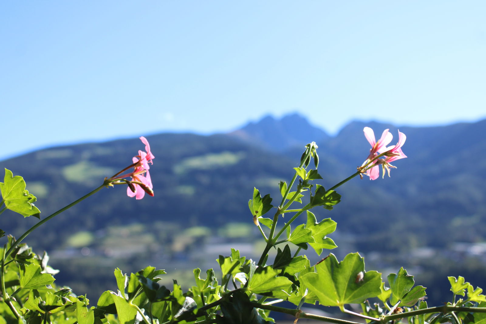 Ferienwohnungen Innerhofer Riffian bei Meran - Adults Only