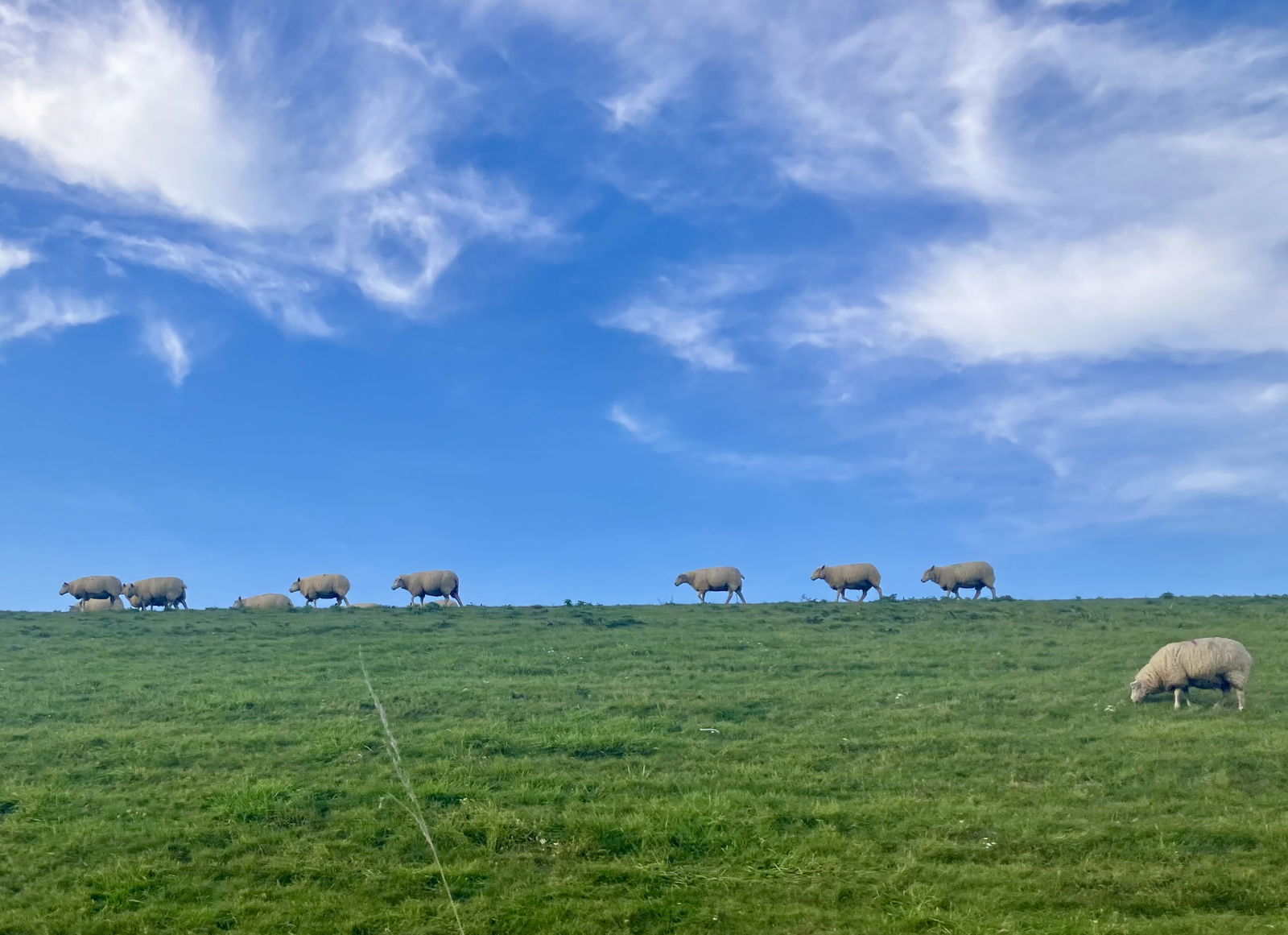 Ostfriesland Pur            Ferienhäuser in Nesse Ostfriesland