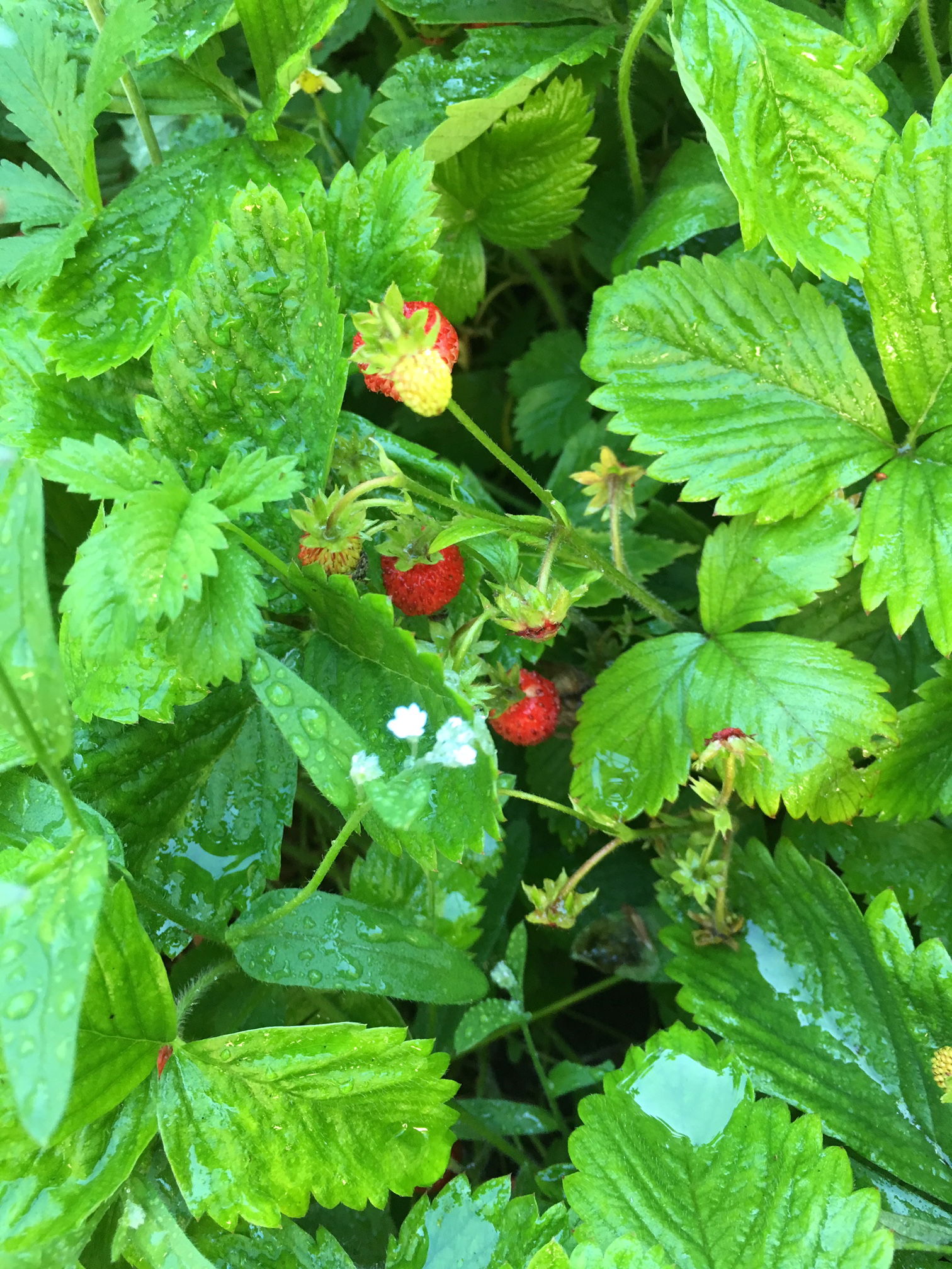 Annas Haus am waldreichen Stadtrand Berlins