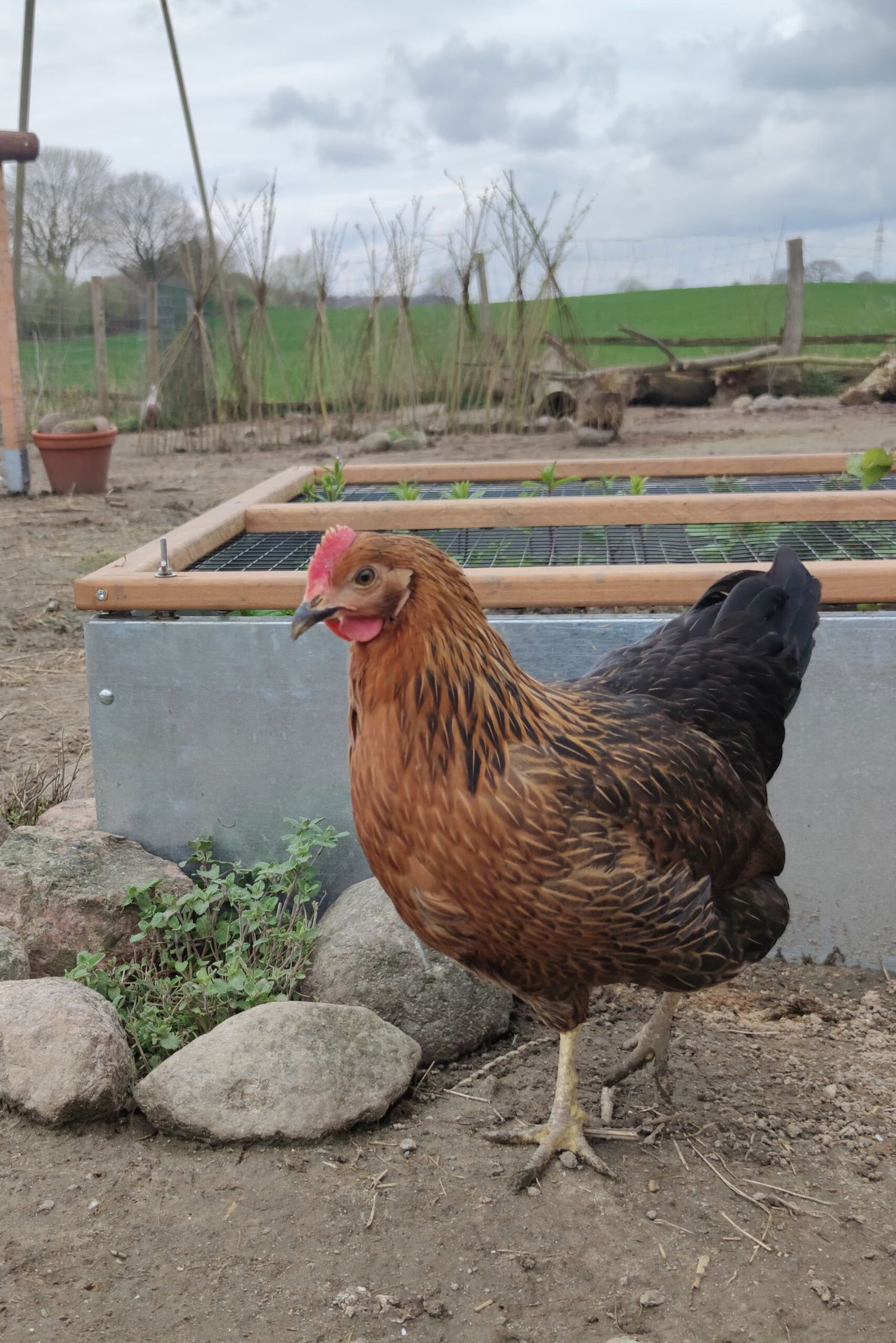 Hof in de Wisch - Natur-Erlebnishof für Neugierige