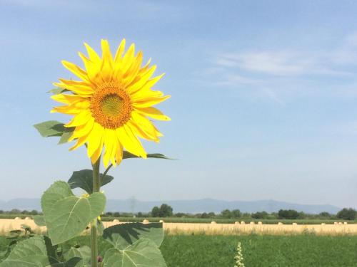 Ferienhaus "Alte Heimat"