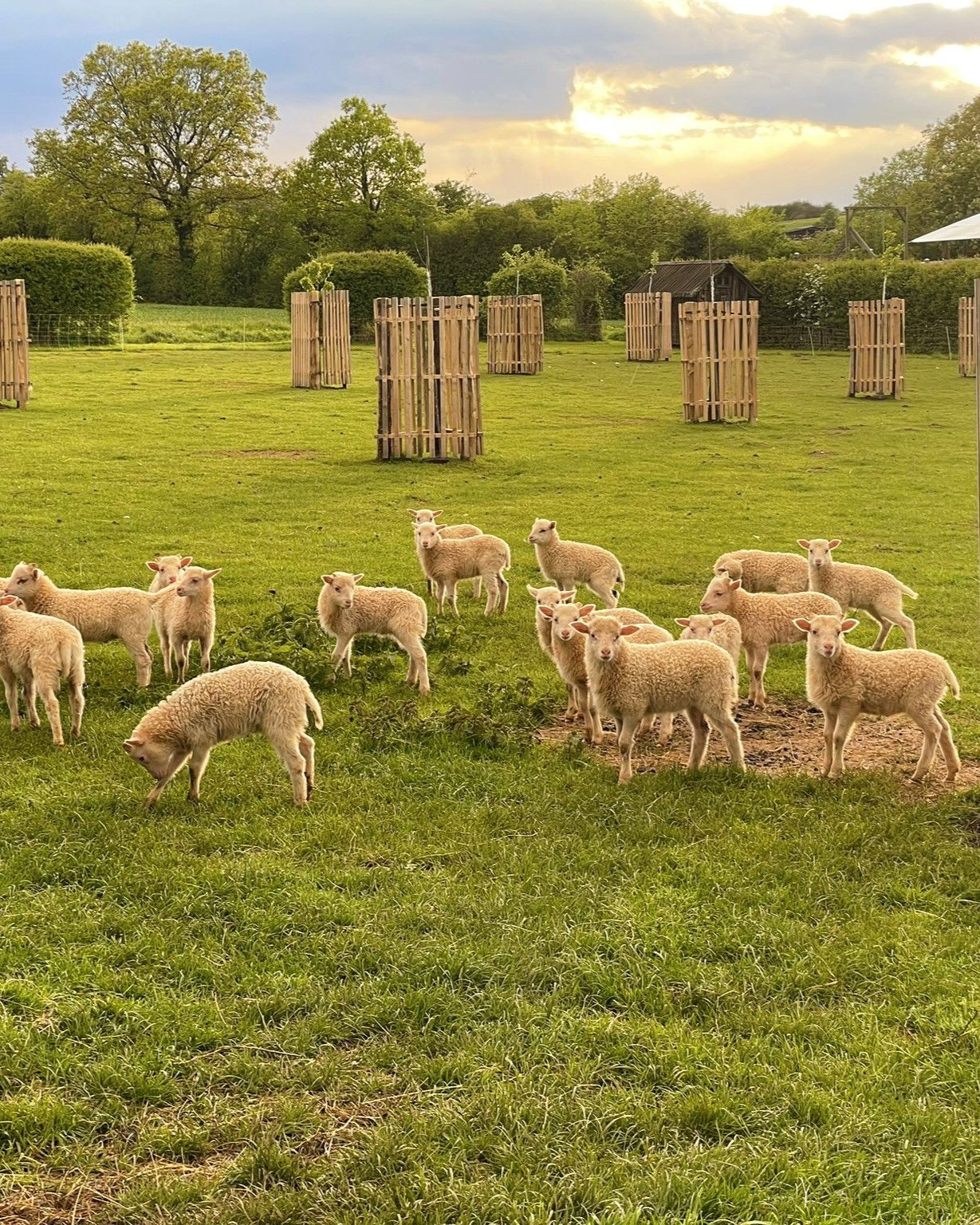 Bauershof, wo die Heidschnucken schlafen