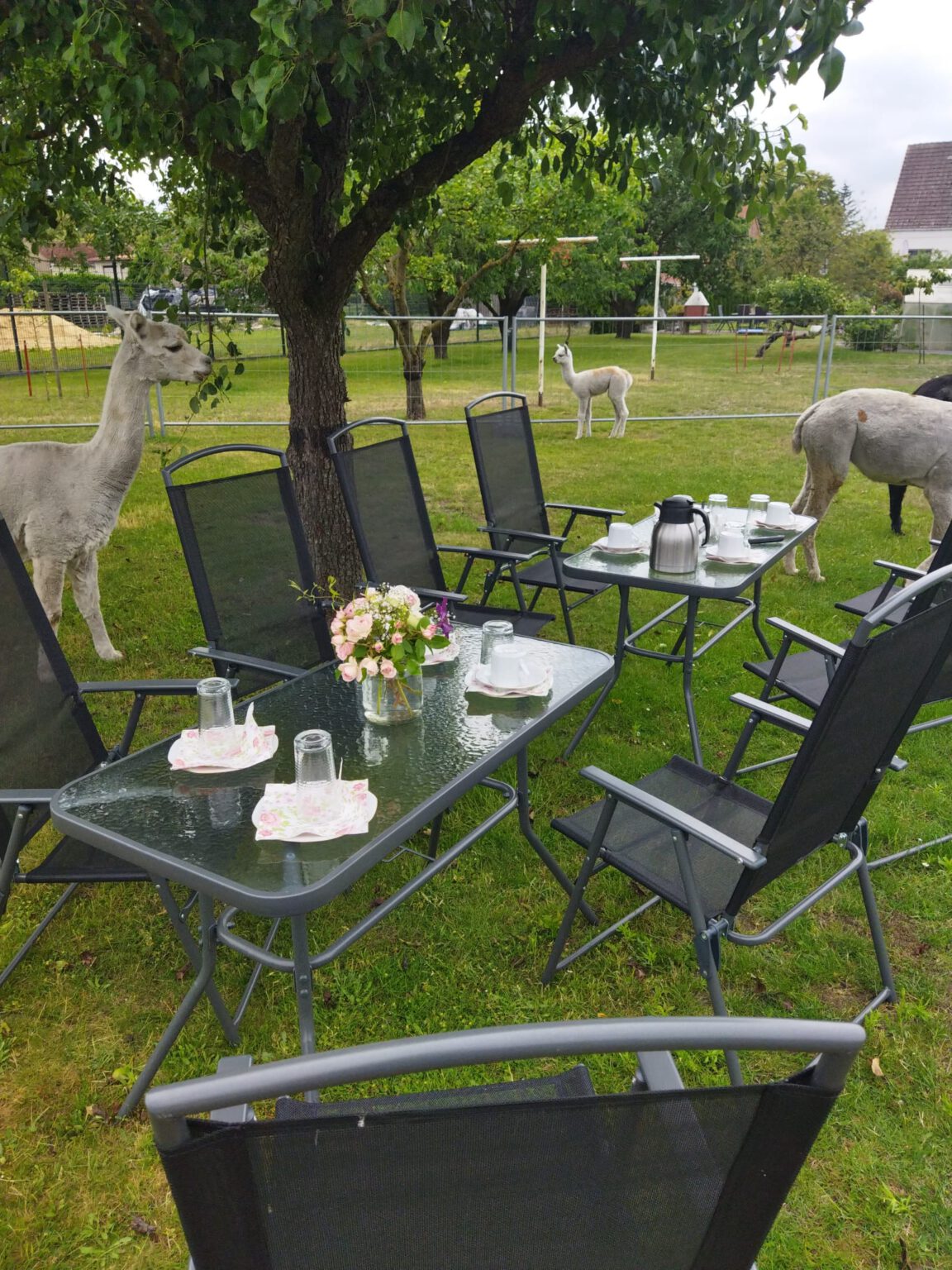 Tiny House trifft Alpaka-Traum – Natururlaub mal anders!