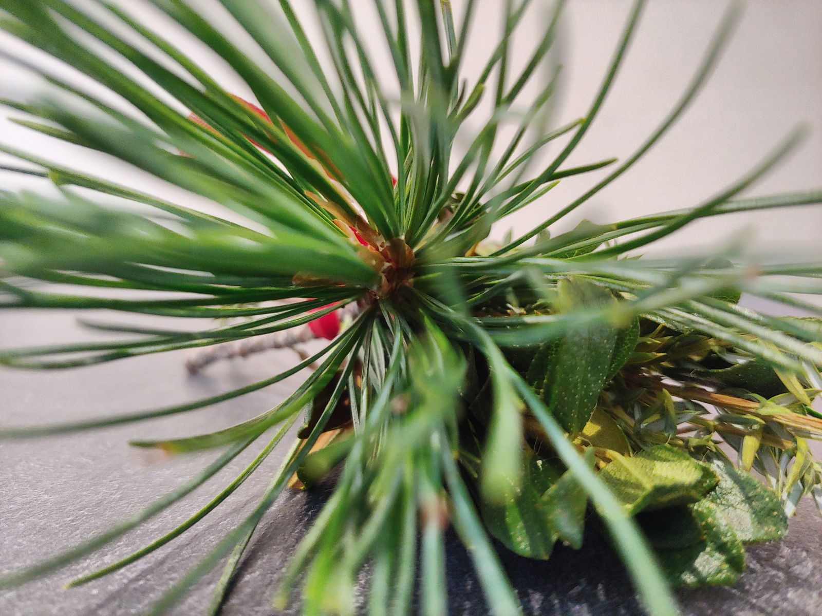 Lippmöshof Apartments