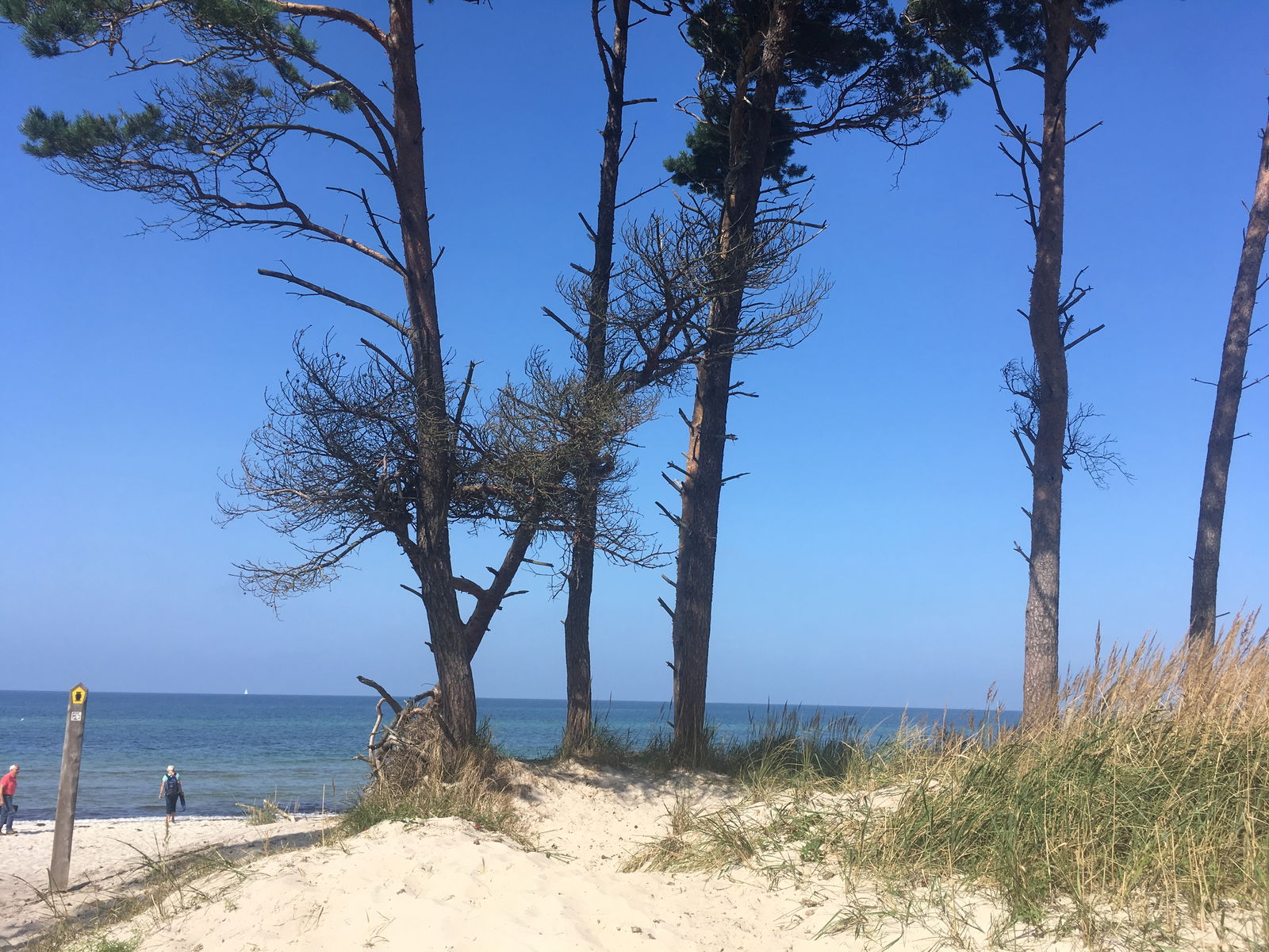 Zauberhafte reetgedeckte Darßer Ferienhäuser für 2 - 4 Pers.