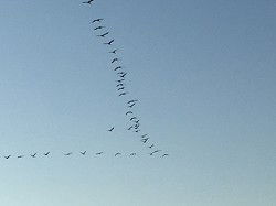 Zauberhafte reetgedeckte Darßer Ferienhäuser für 2 - 4 Pers.