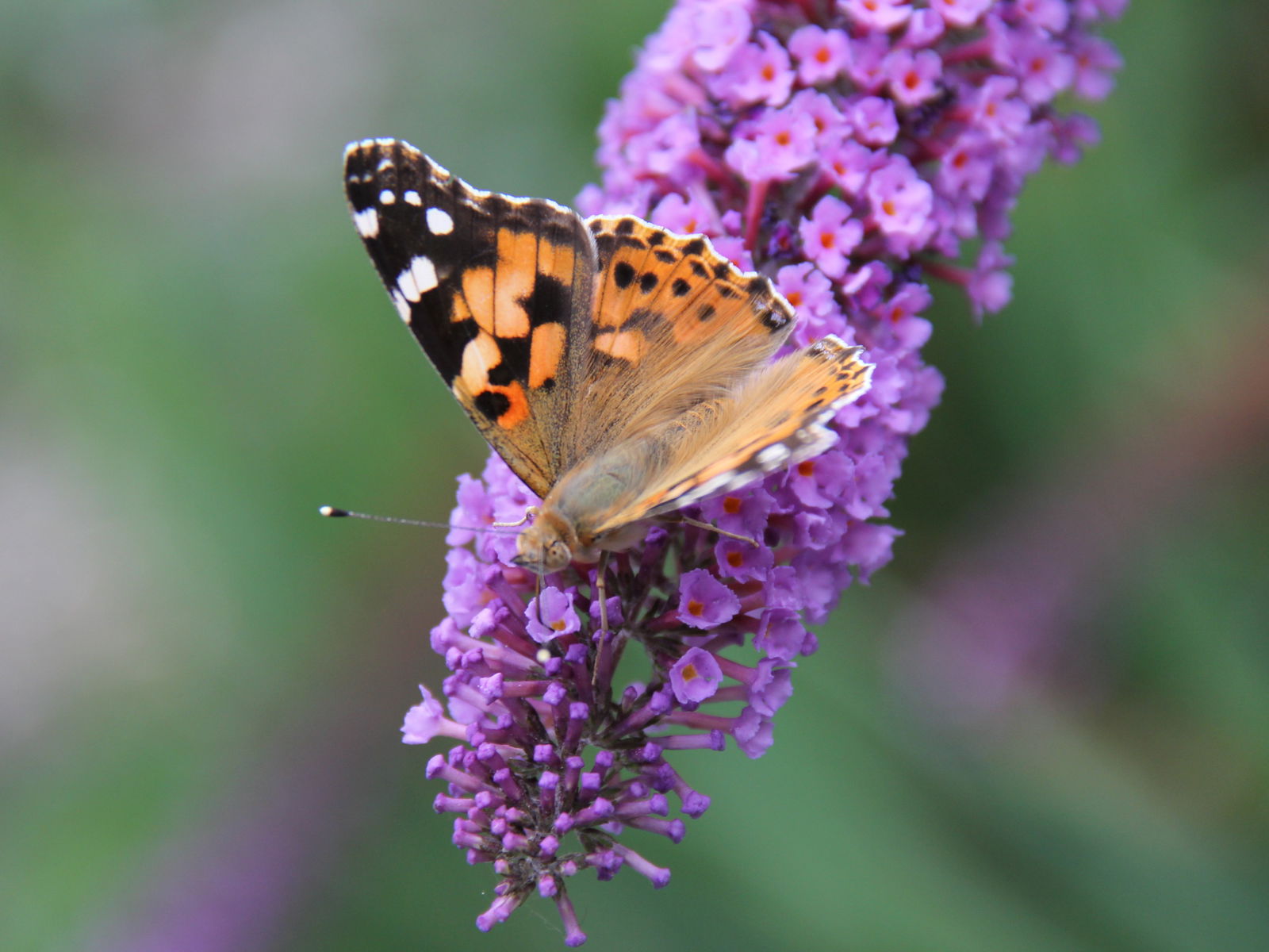 WindWeiteWattenmeer Ferien in Tossens