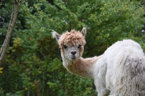 WindWeiteWattenmeer Ferien in Tossens