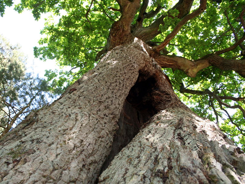 BIO-Hotel Kenners LandLust