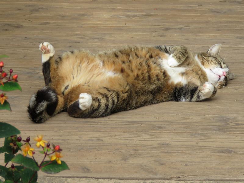 „Hernis-Höfle“ Wohlfühlambiente im Elztal  5⭐️Sterneferien.