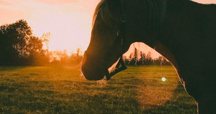 Ferienwohnung Pferdezucht Bickenalb