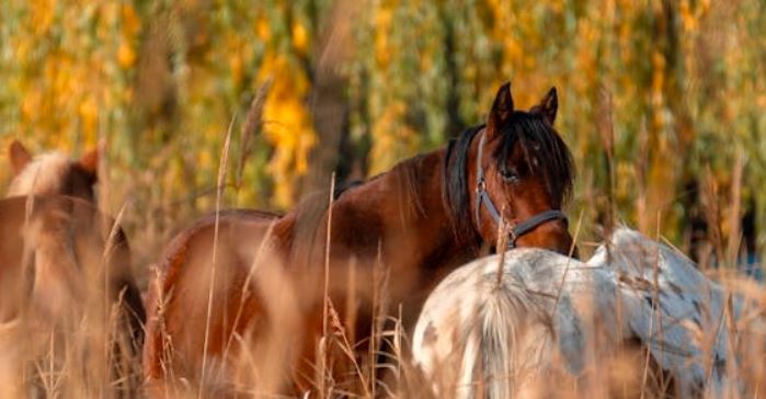 Ferienwohnung Pferdezucht Bickenalb