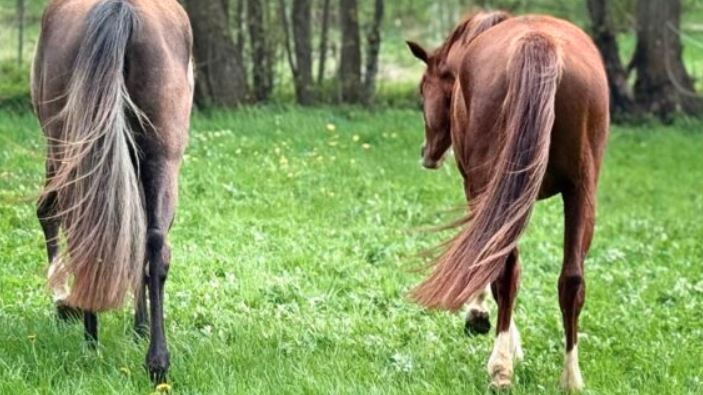 Ferienwohnung Pferdezucht Bickenalb