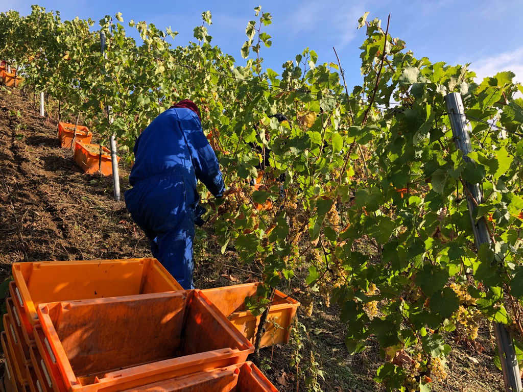 Ferienwohnung Weingut Mathy Schanz