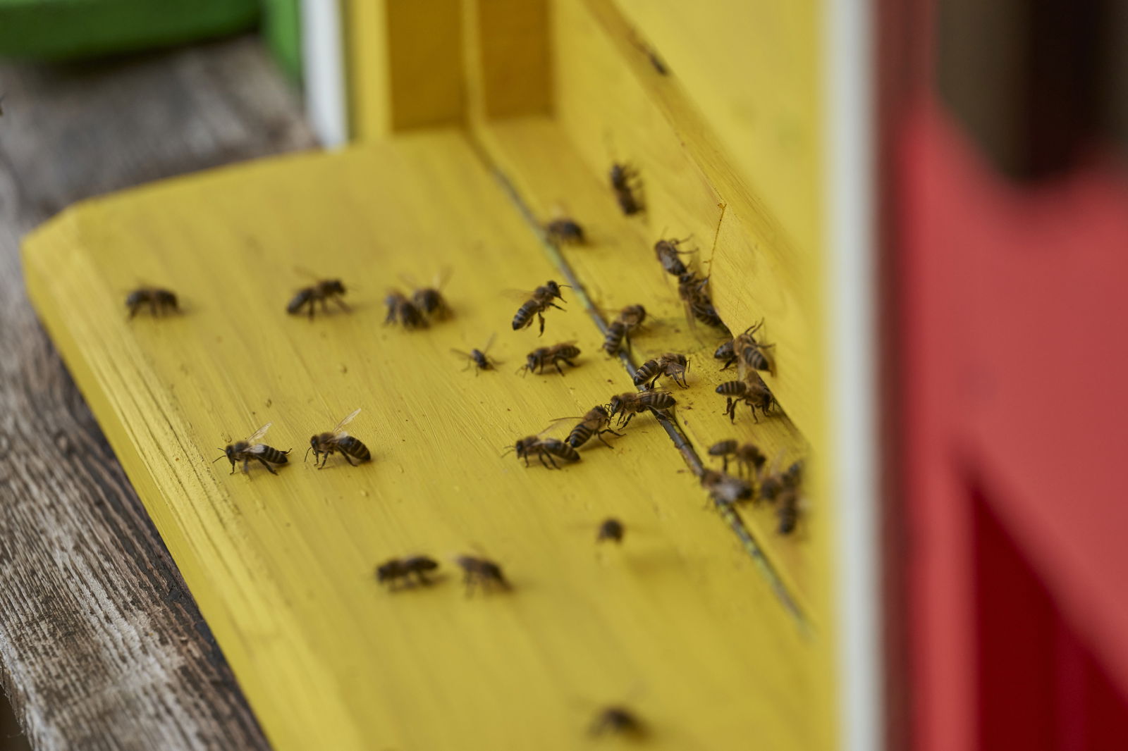Urlaub am Schoffahanslof im Bayerischen Wald: Natur, Abenteuer & Erholung für die ganze Familie“