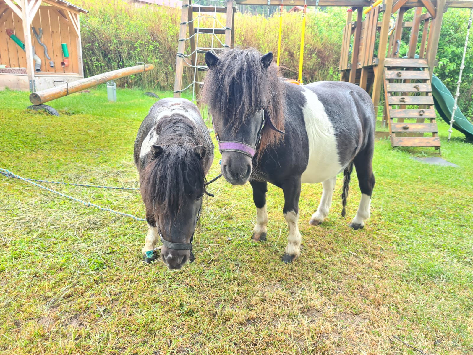 Urlaub am Schoffahanslof im Bayerischen Wald: Natur, Abenteuer & Erholung für die ganze Familie“
