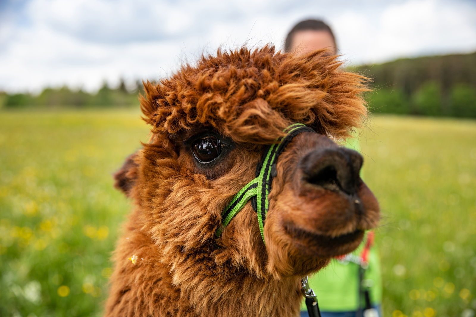 Hubertushof Eifel - Ferienhof