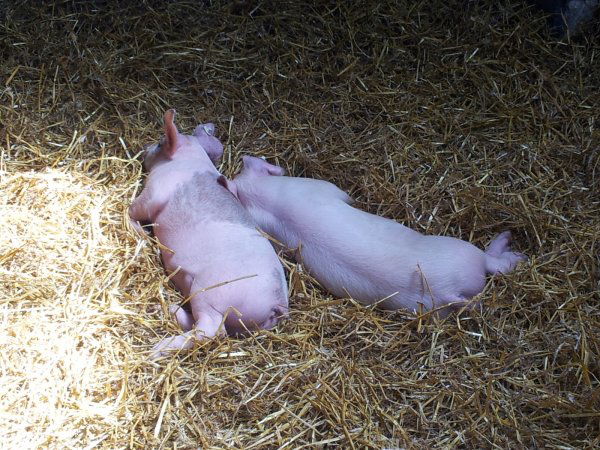 Ferienhof Familie Jörn Höper