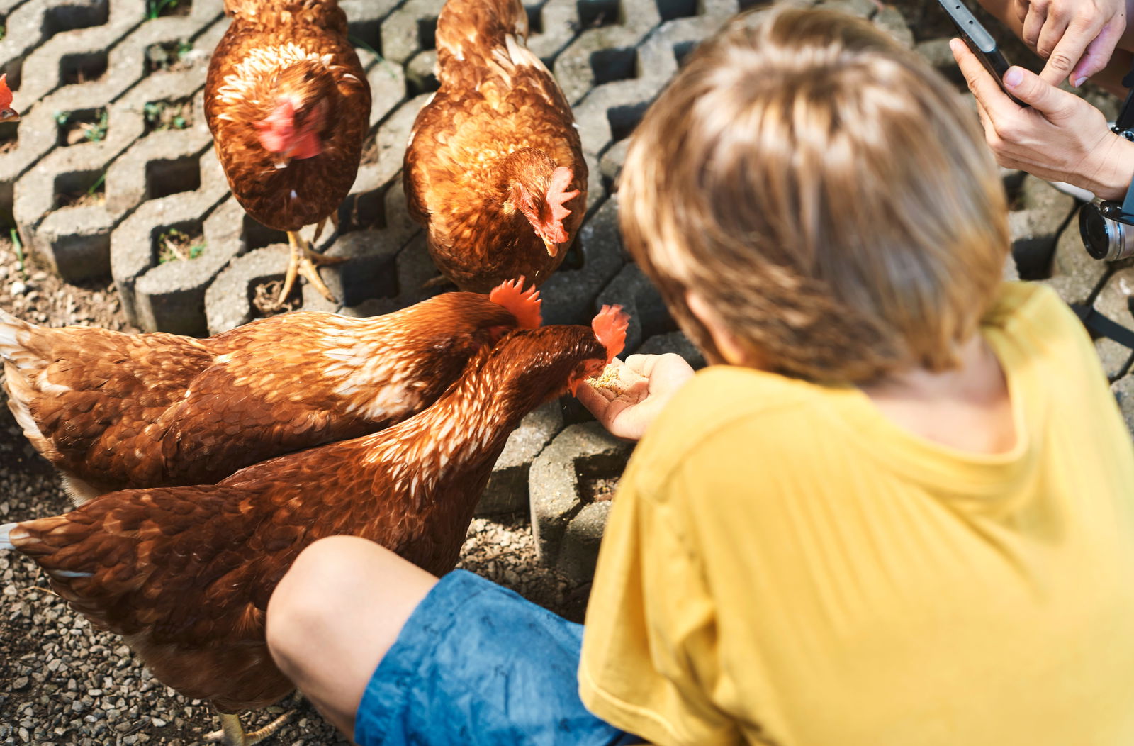 Premium - Ferienhof Lunau an der Ostsee