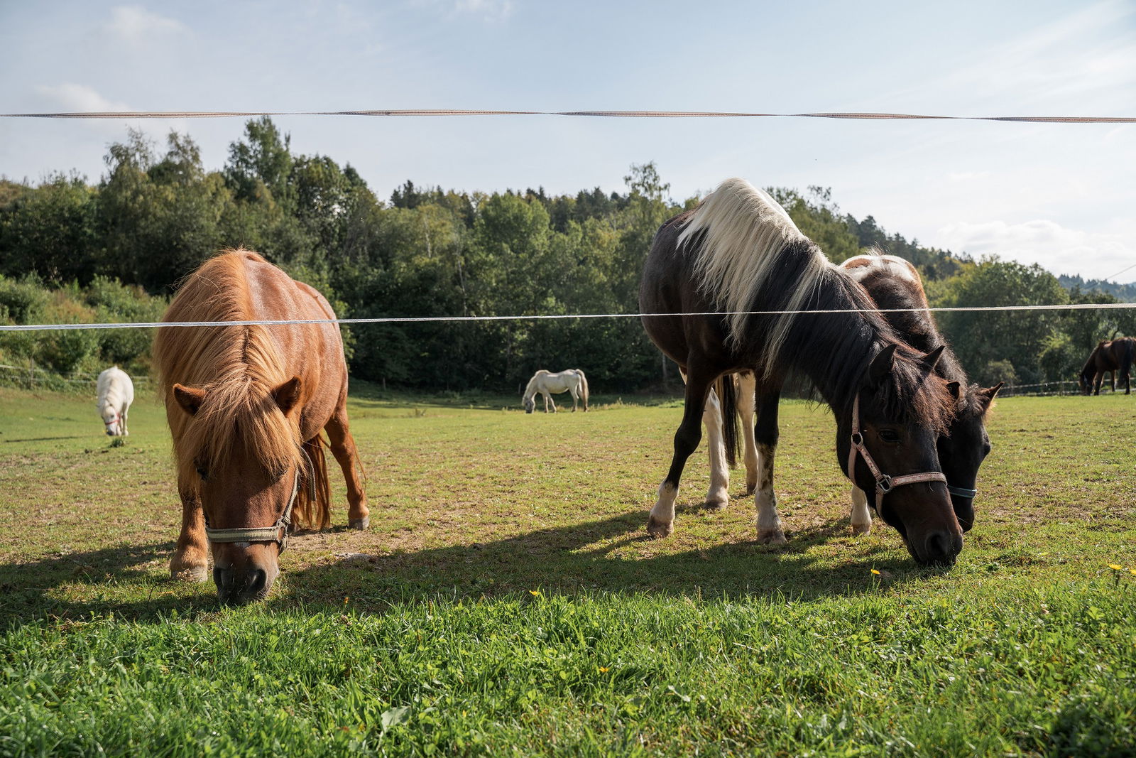 Kinderparadies Höcker - Bio-Bauernhof