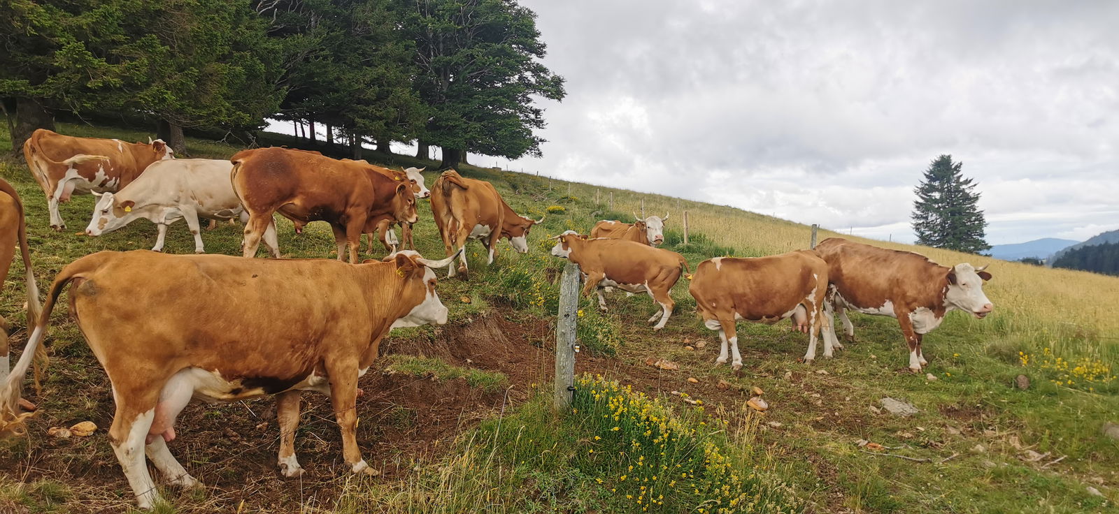 Willkommen bei Familie Gutmann  auf dem Itzenwaldhof