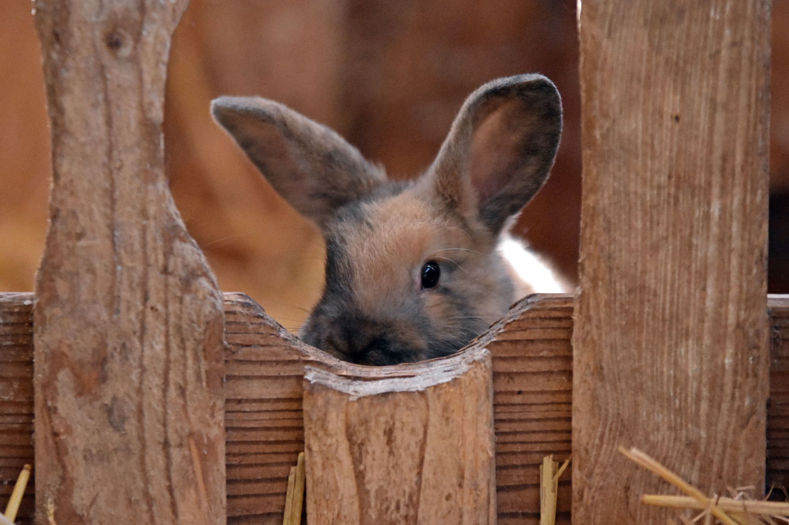 LandSelection Ostsee Ferienhof Bendfeldt | Bauer Martin