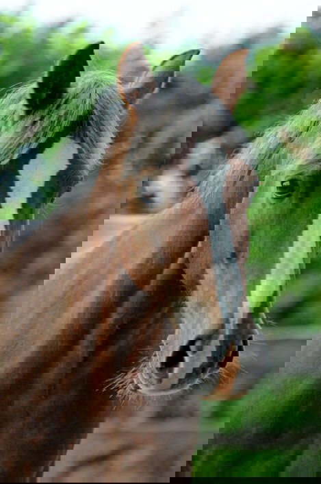 LandSelection Ostsee Ferienhof Bendfeldt | Bauer Martin