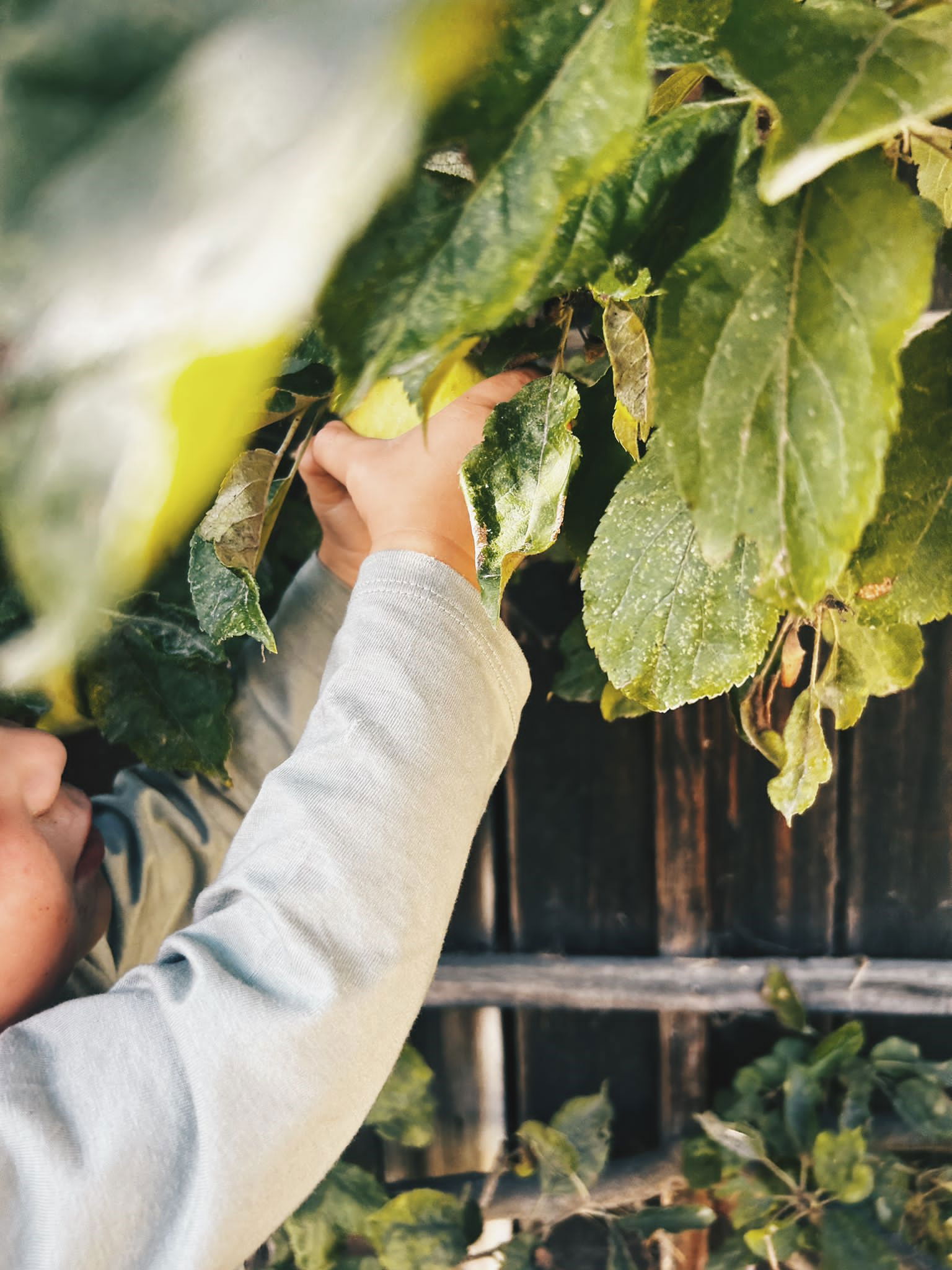 Bauernhofurlaub  Sinnhubgut