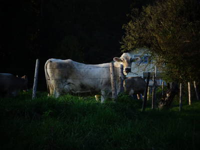 Bild 52 aus  Bauer am Berg