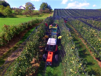 Bild 40 aus Brandl Obstbauernhof
