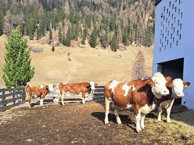 Bild 25 aus  Chalet Mittner Wirt