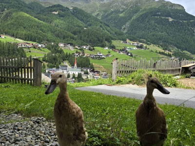 Bild 181 aus  Granbichlhof