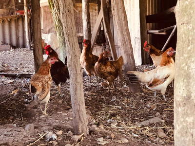 Bild 11 aus  Bauerhofurlaub zwischen den Touristenattraktionen Gardasee, Verona und Mantua