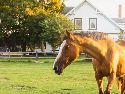 Bild 4 aus  Ferienhof Nordseeblick ****