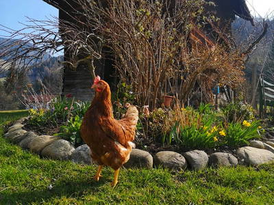 Bild 39 aus  Hochhuber