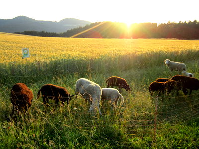 Bild 8 aus Bio-Bauernhof Aumayr