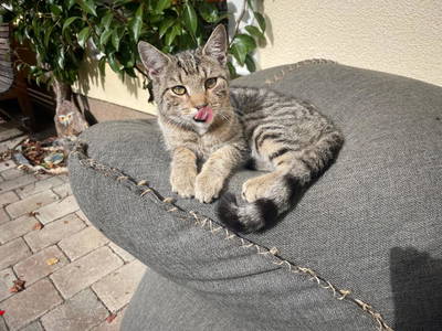 Bild 10 aus  Pfandlinghof