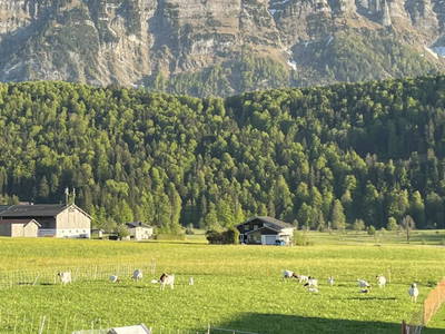 Bild 9 aus  Bio-Gmeinerhof