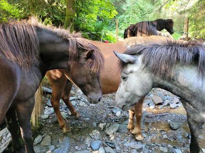 Bild 226 aus  Der Perweinhof