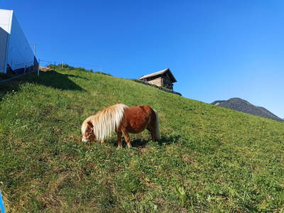 Bild 17 aus  Landhaus Eiter