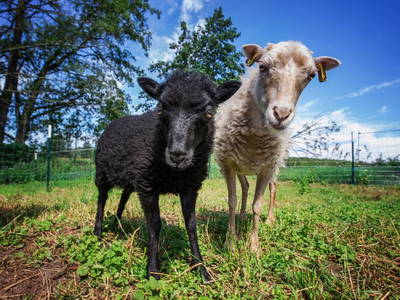 Bild 9 aus  Gutshof Dragefeld