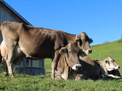 Bild 22 aus  SONNENHOF MAURER