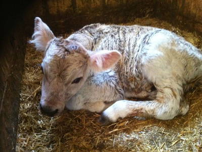 Bild 26 aus  Alfaierhof & Bergheimat