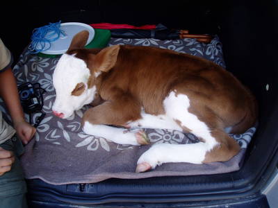 Bild 59 aus  Unterkrug - Familie Ferlan