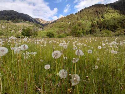 Bild 58 aus  Hoislbauernhütte