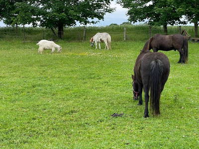 Bild 28 aus  Ferienhof Felix