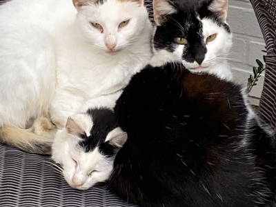 Bild 66 aus  Ferienhof Messer  Bauernhofurlaub  Ostseenähe  Ponys