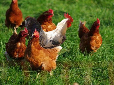 Bild 10 aus  Familienbauernhof Winkelhof