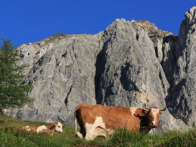 Bild 59 aus  Schwarzenbichlalm